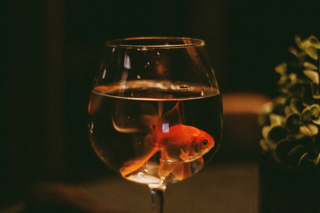 goldfish-glass