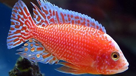 Strawberry Peacock Cichlid