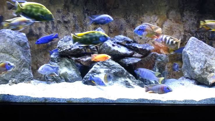 tank requirements of a Peacock Cichlid 
