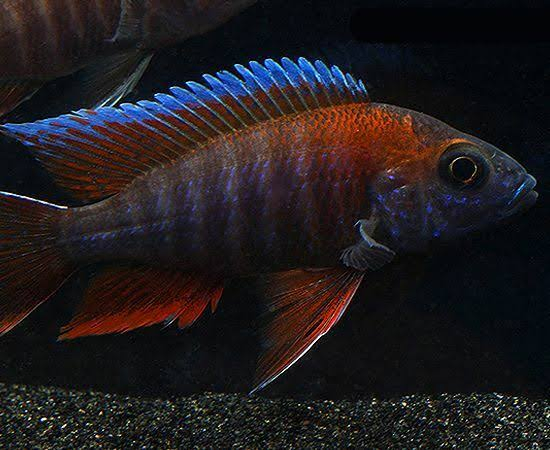 Red Peacock Cichlid