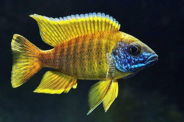 Yellow Peacock Cichlid