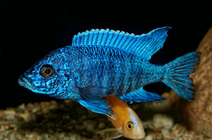 Blue Peacock Cichlid