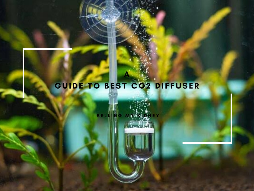 A Guide to Best CO2 Diffuser