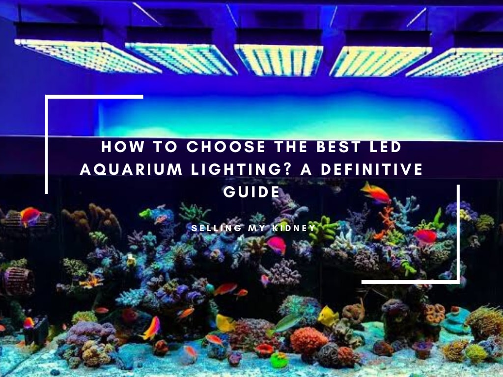Best LED Aquarium Lighting