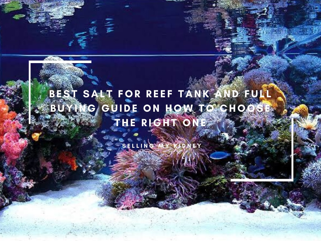 Best Salt for Reef Tank