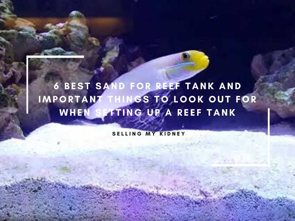 Best Sand for Reef Tank