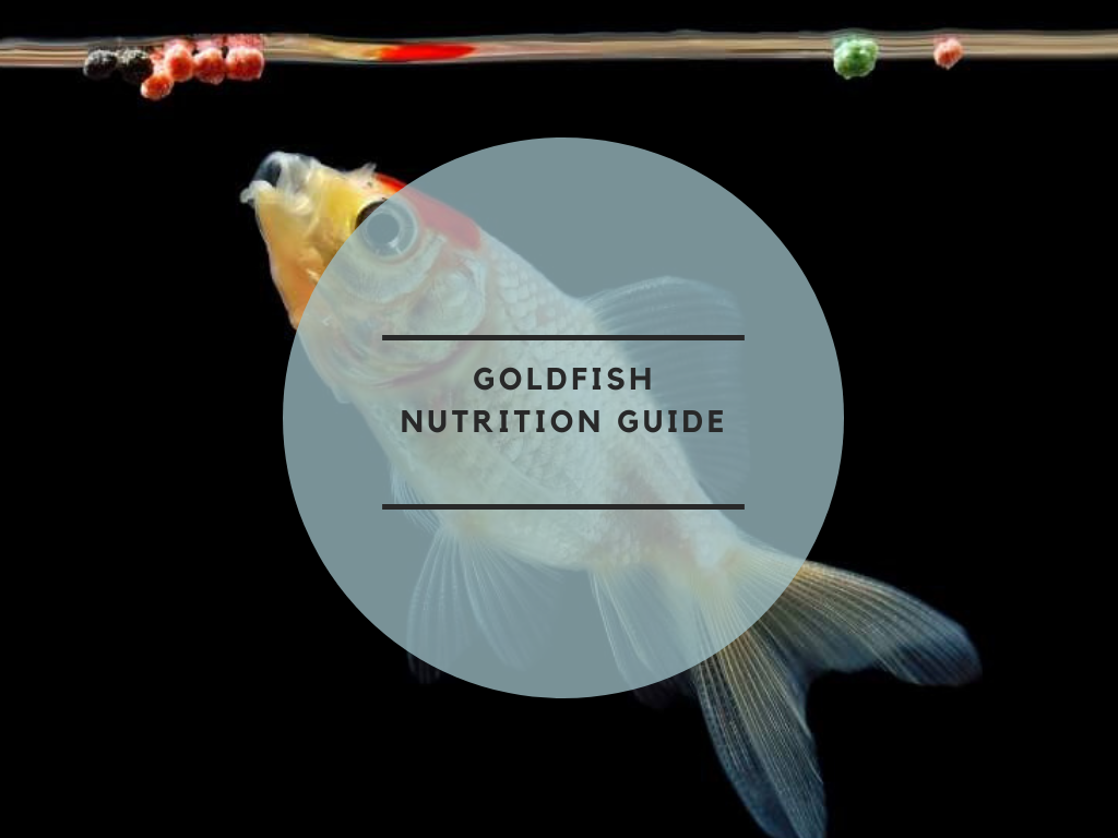 Goldfish Nutrition Guide