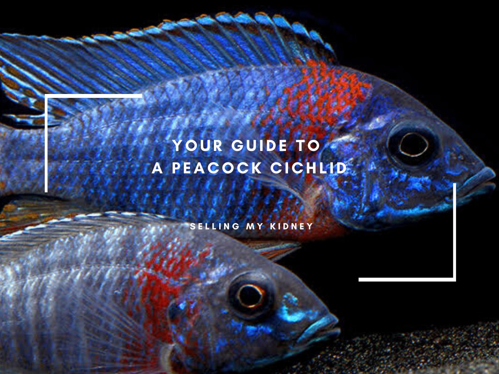 Peacock Cichlid