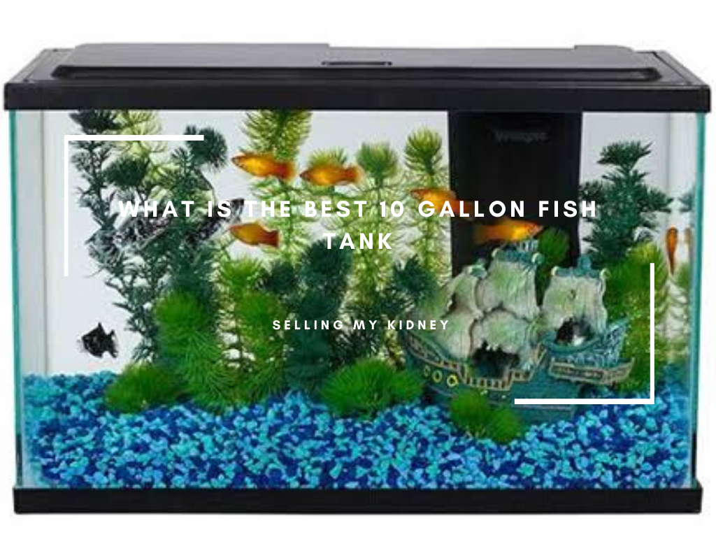 What Is the Best 10 Gallon Fish Tank