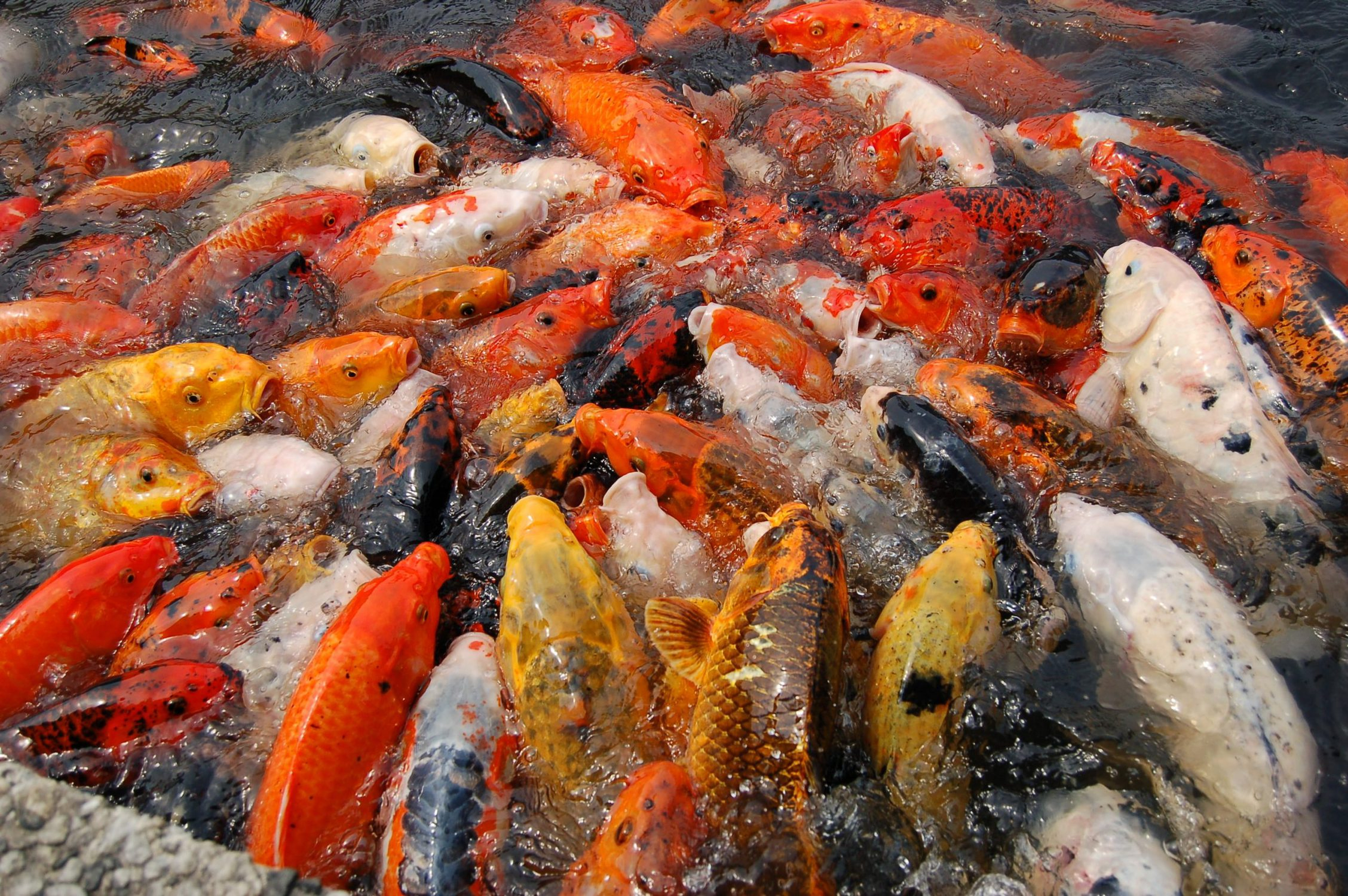 Koi Fish Breeding