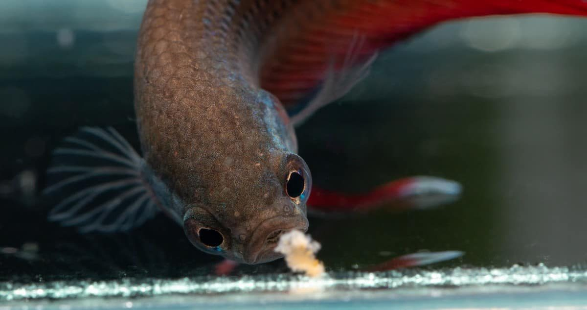 betta fish eat food at the bottom