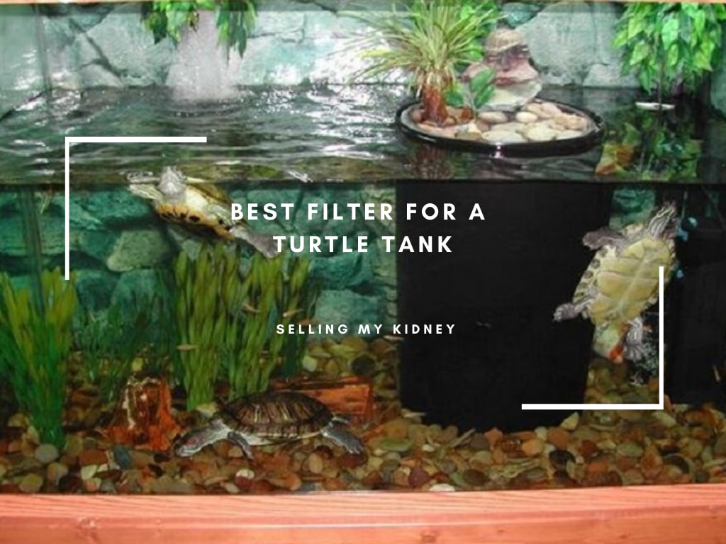 Best Filter for a Turtle Tank