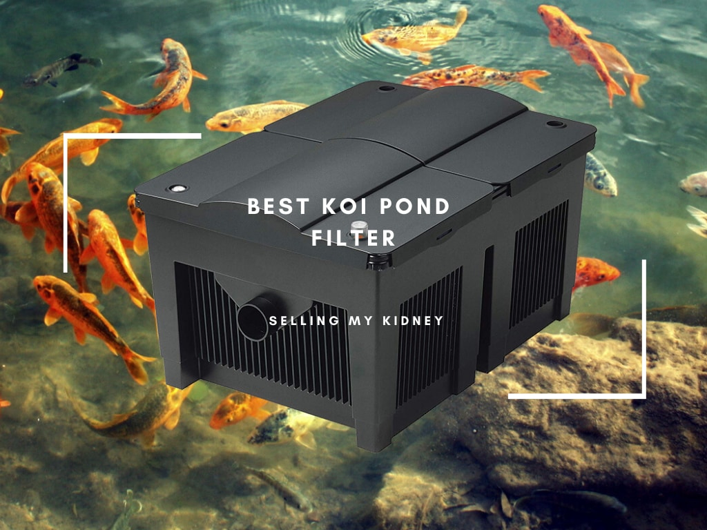 Best Koi Pond Filter
