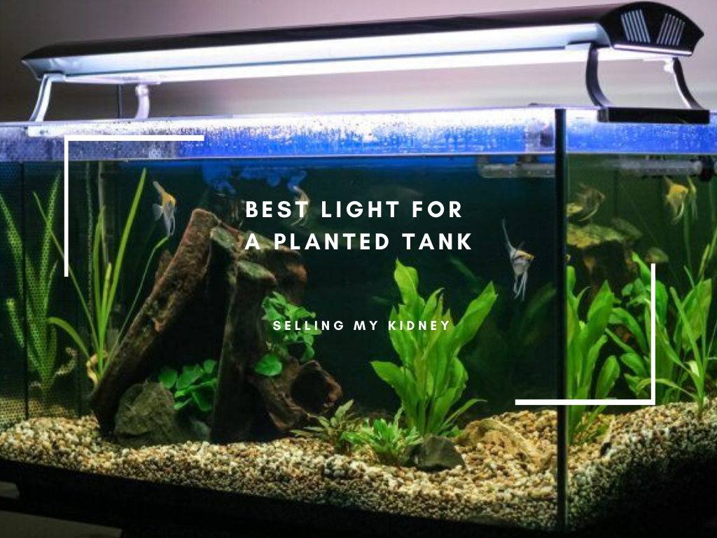 Best Light for a Planted Tank