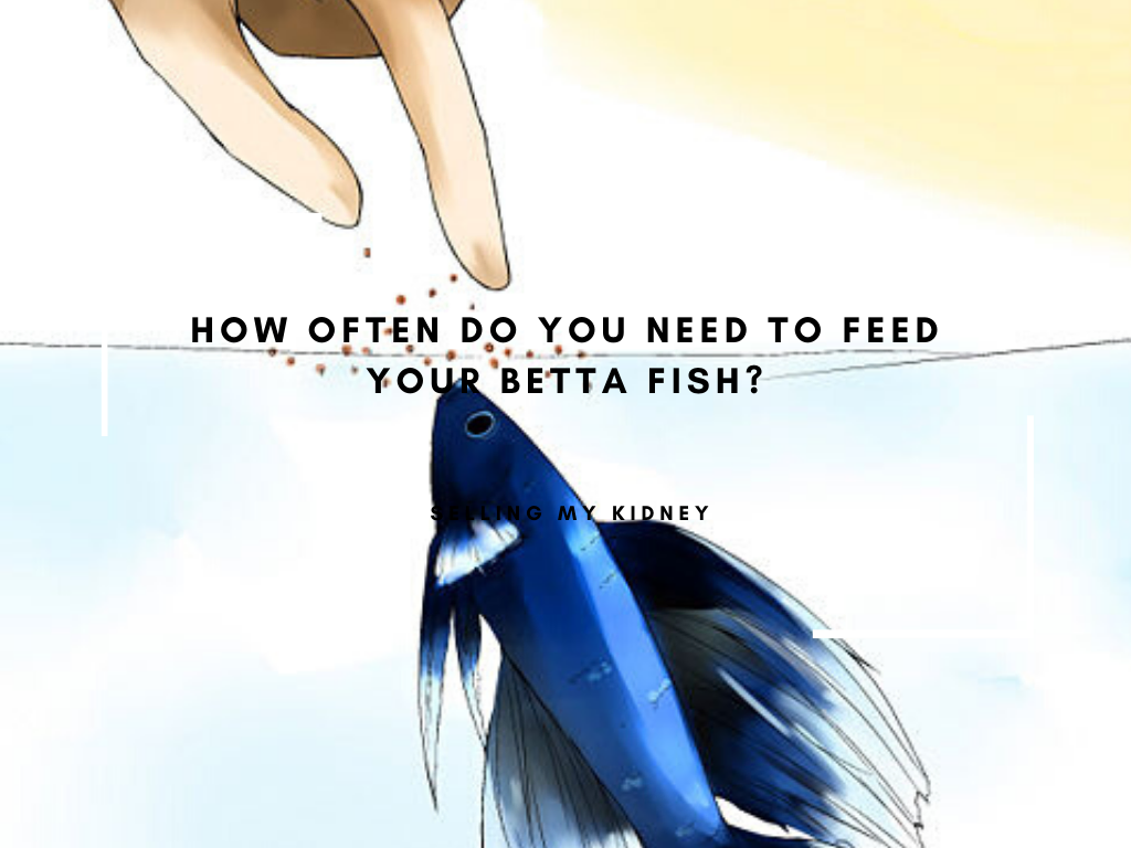 How often do you need to feed your betta fish?