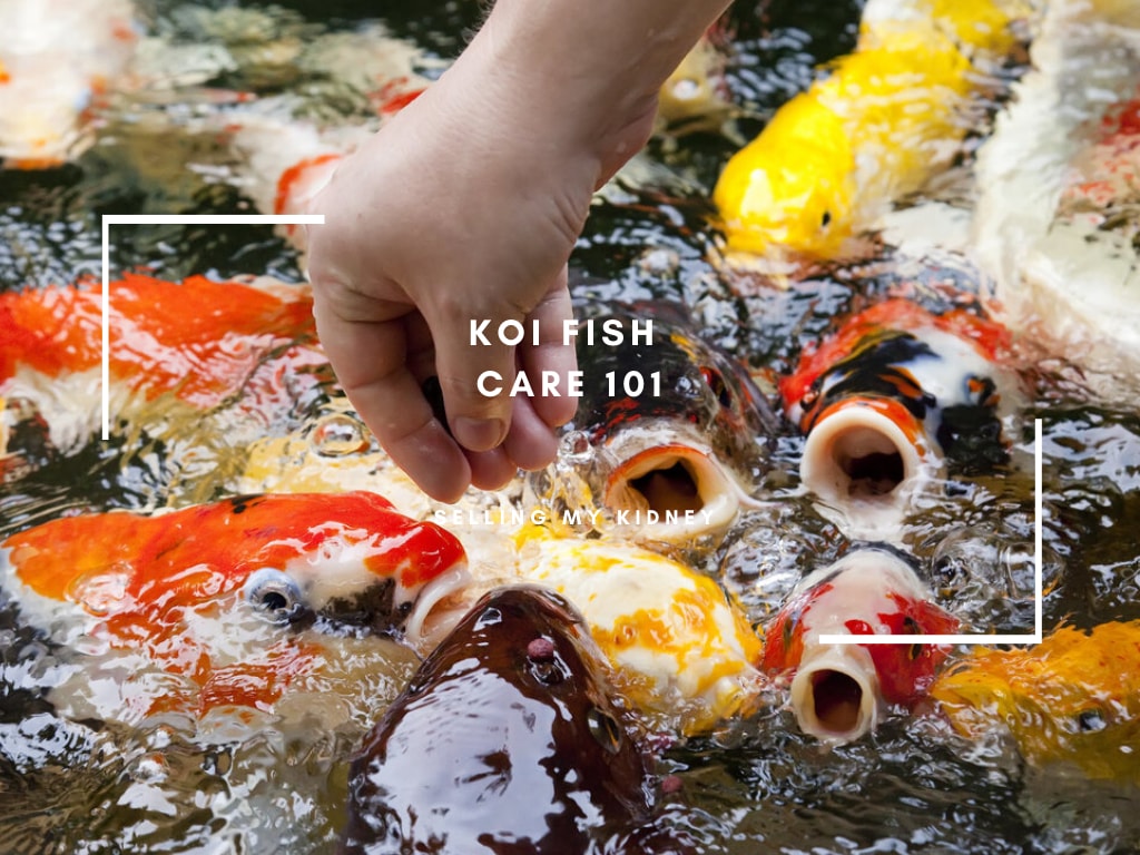 Koi Fish Care