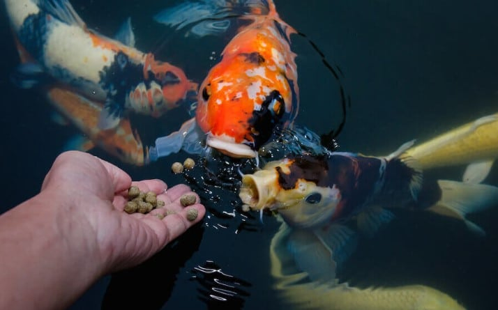 Koi Fish Diet