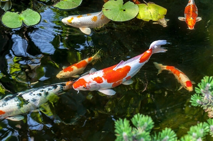 Koi Fish Habitat