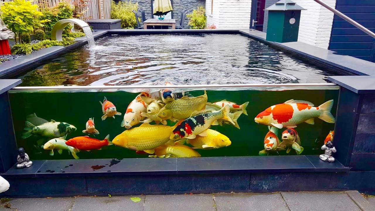 Koi Fish Pond Requirements