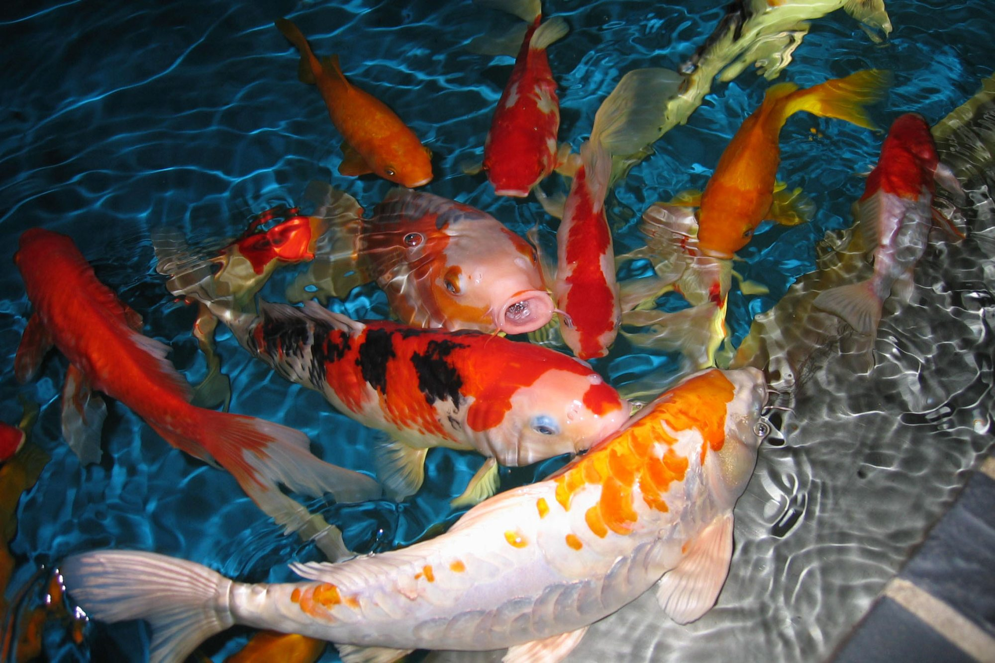 Koi Fish Size