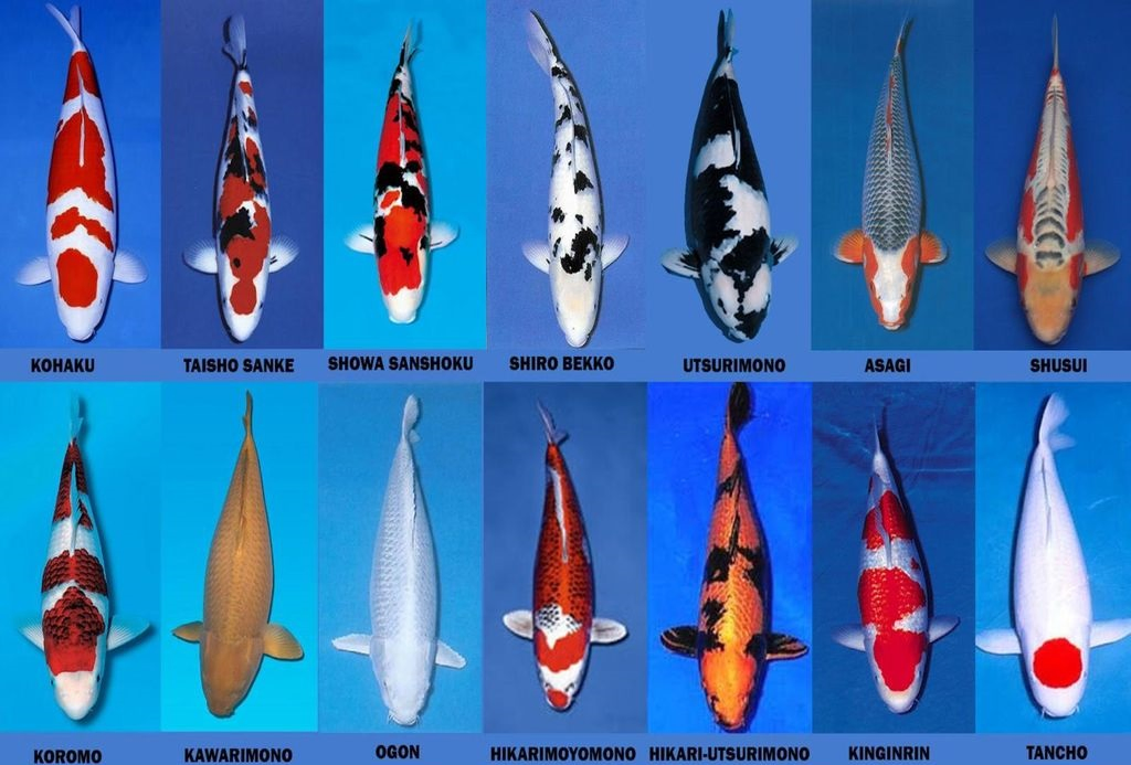 Koi Fish Types