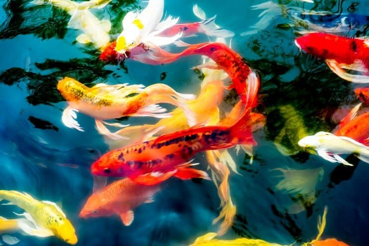 Koi Tank Mates