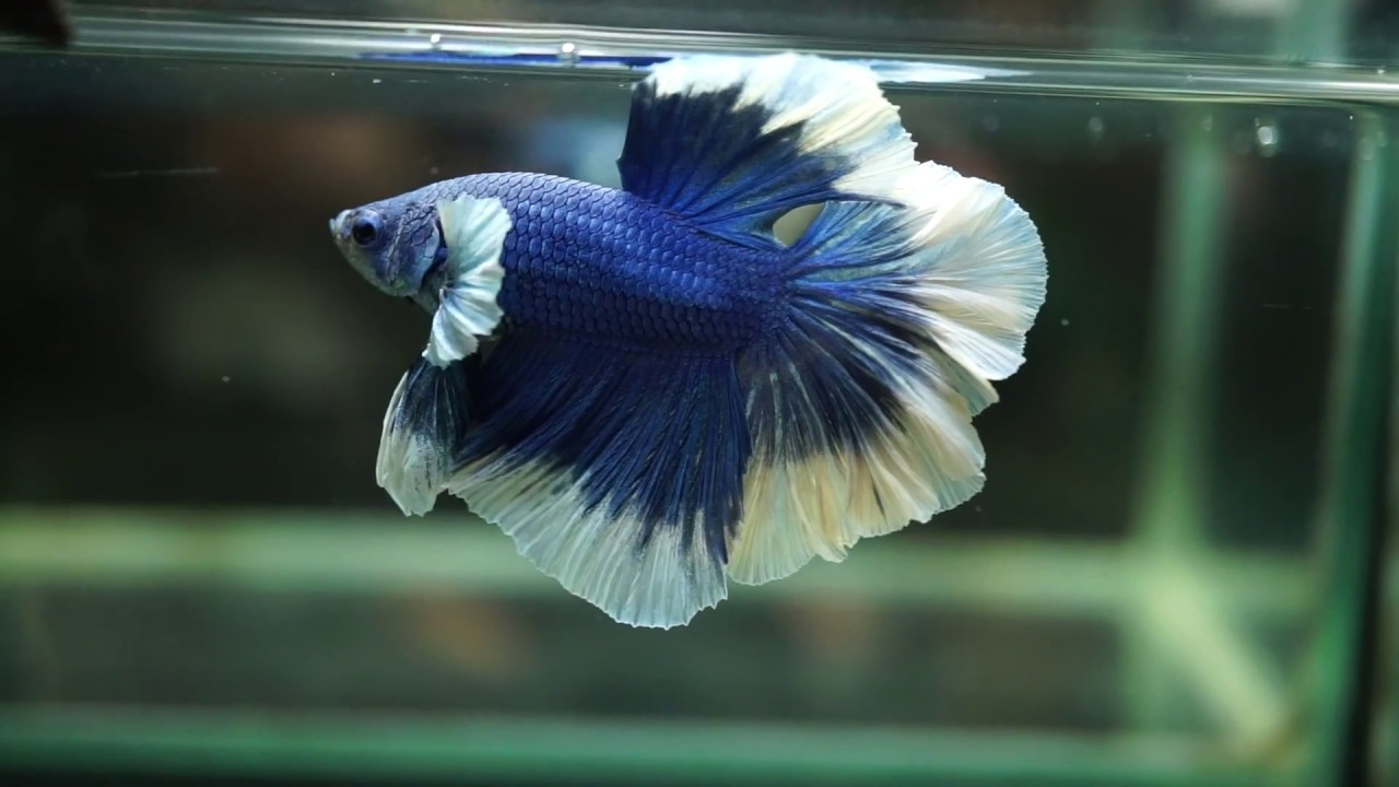 How Long do Betta Fish Live? (+Tips On How to Increase Their Life)