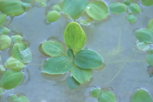 Water Lettuce or Dwarf Water Lettuce