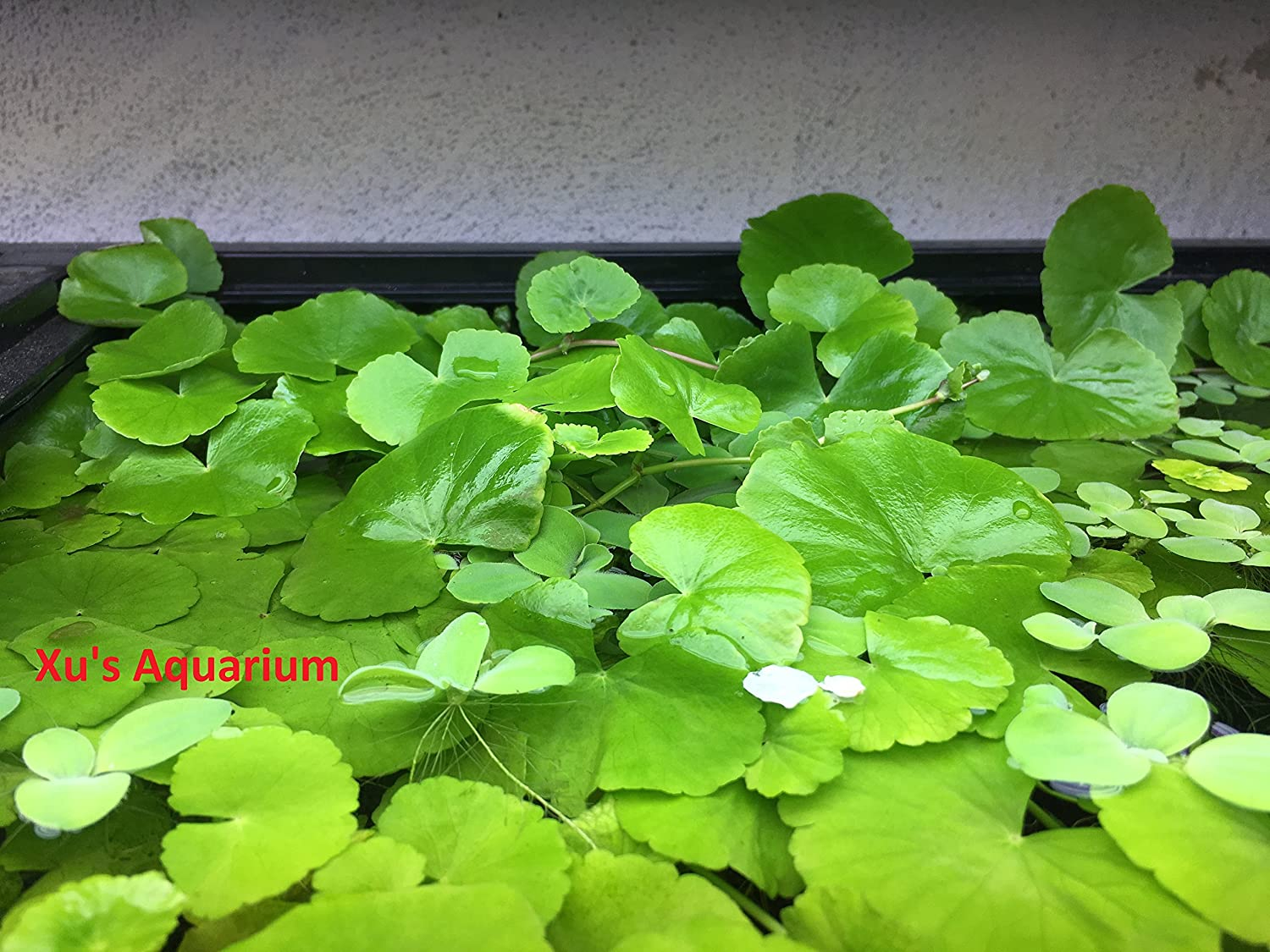Brazilian Pennywort/ Brazilian Water Ivy