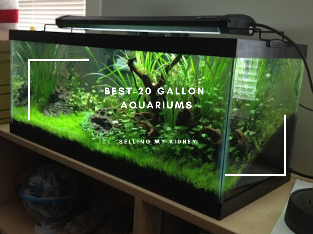 Best-20 Gallon Aquariums