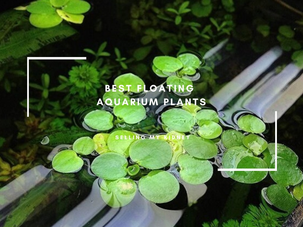 Best Floating Aquarium Plants