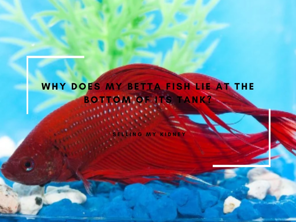 Betta fish lie