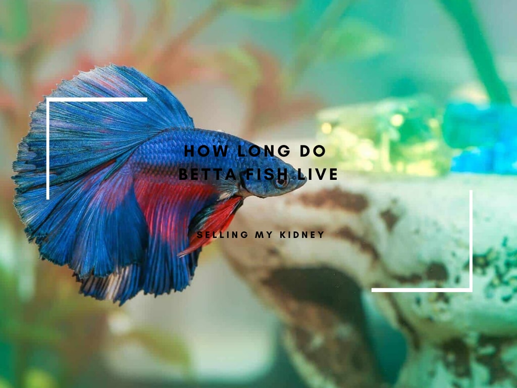 How Long do Betta Fish Live