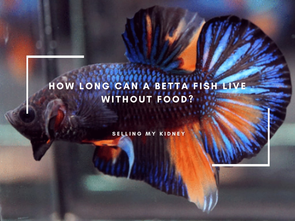 How long can a betta fish live without food?