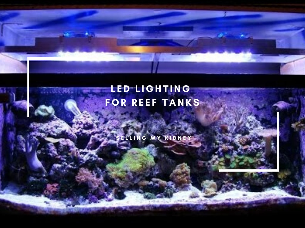 LED Lighting for Reef Tanks