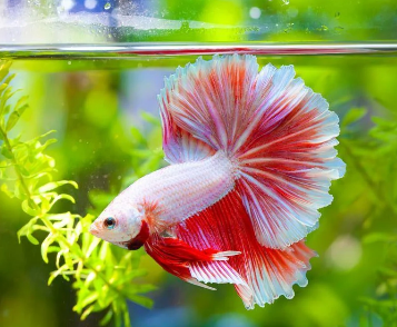 new betta fish