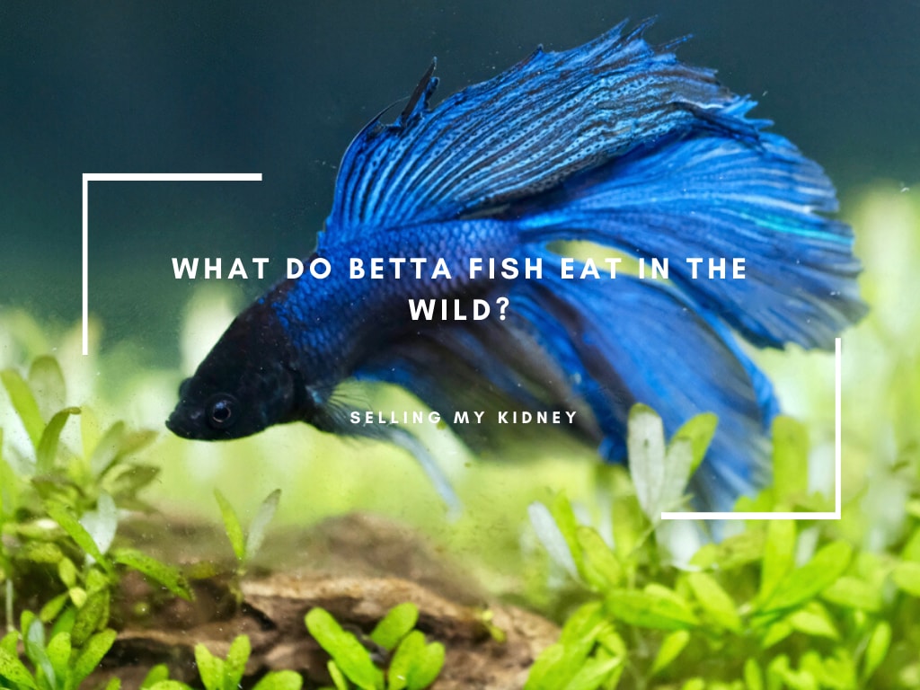 What Do Betta Fish Eat In The Wild