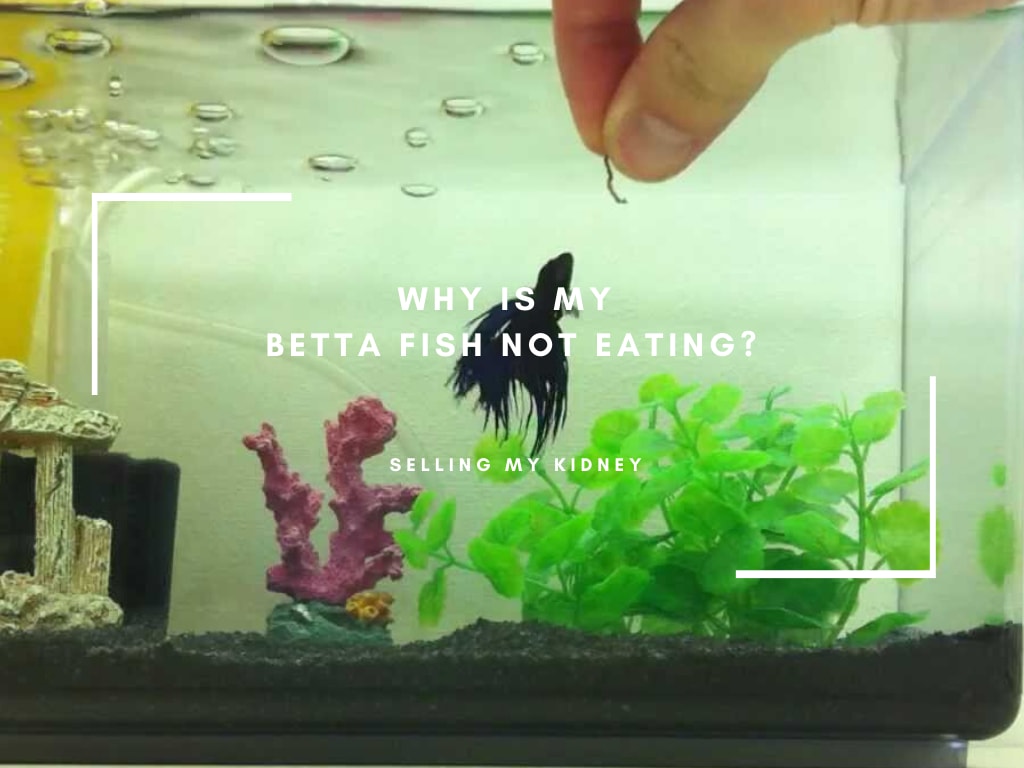 Why Is My Betta Fish Not Eating?