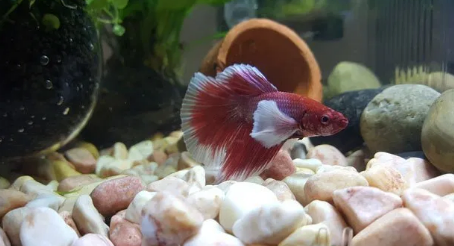 my betta fish lying