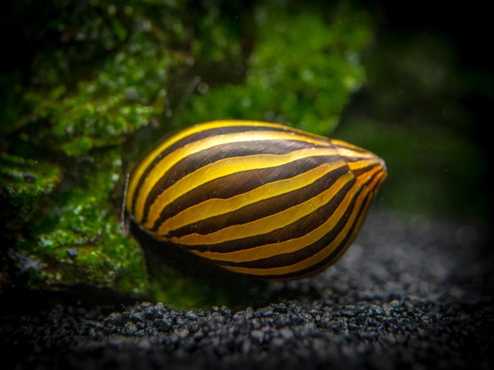 Zebra Nerite Snails