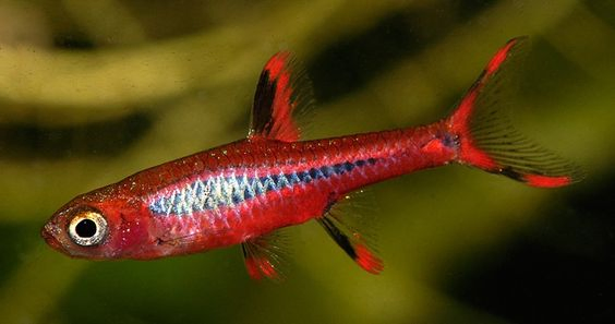 1. Chili Rasbora (Boraras brigittae)