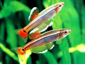 White Cloud Mountain Minnow (Tanichthys Albonubes)