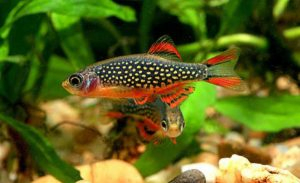 Celestial Pearl Danio (Danio Margaritatus)