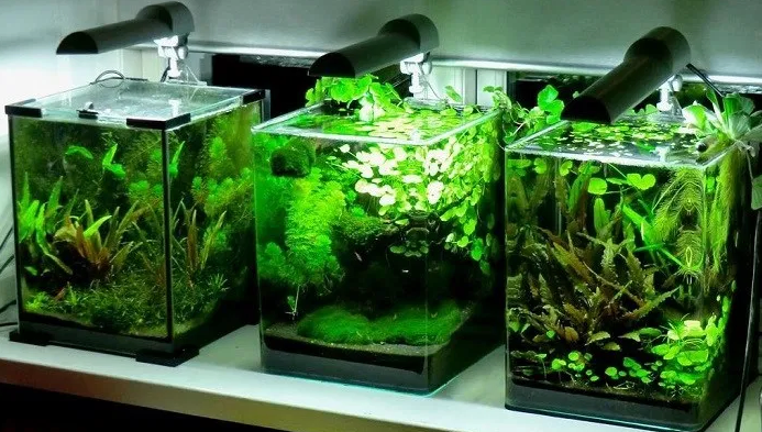 nano tanks with fish swiming inside