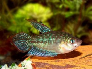 Sparkling Gourami (Trichopsis Pumila)