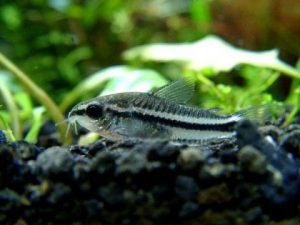 Pygmy Corydoras (Corydoras Pygmaeus)