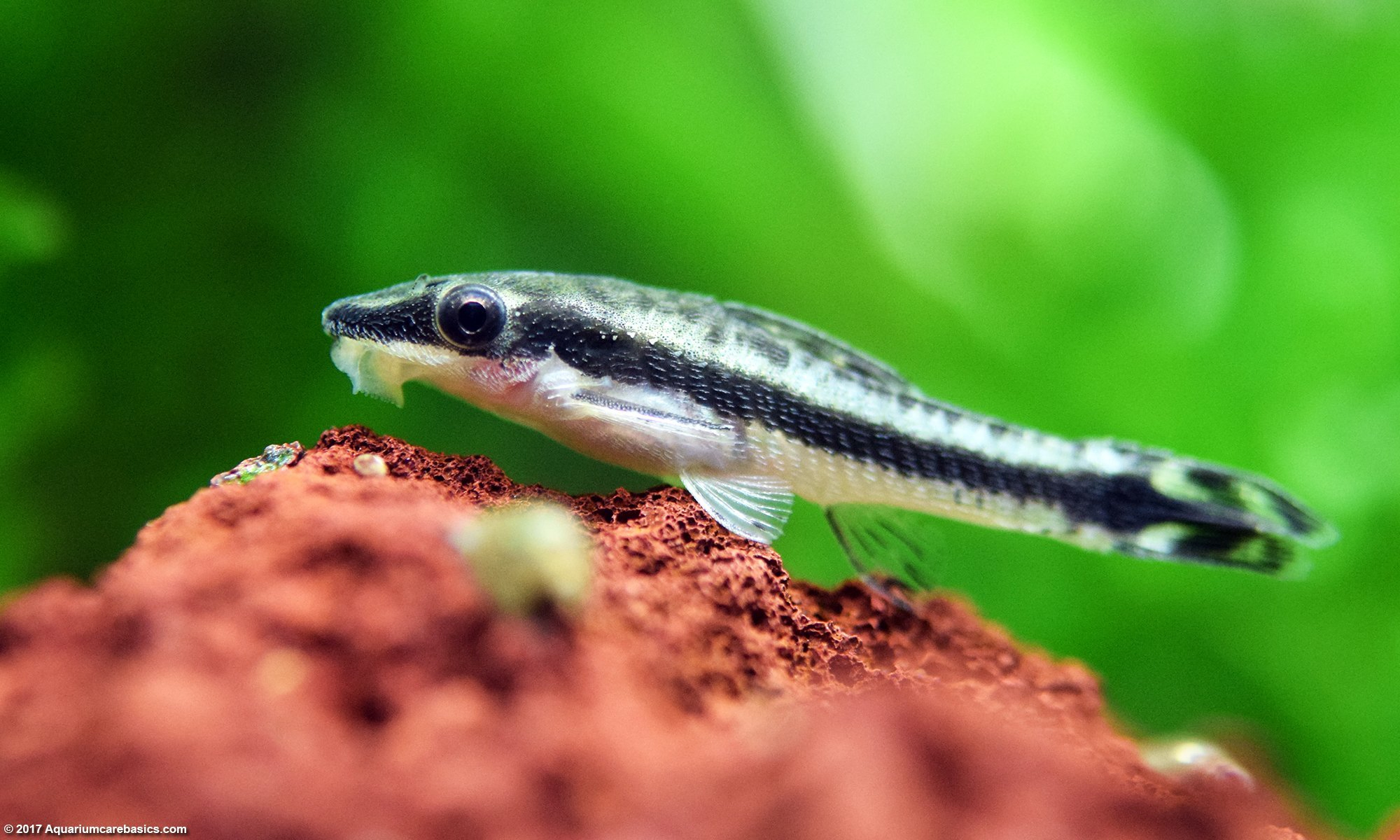 Oto Cats (Otocinclus Macrospilus)