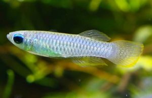 The Best Fish for A Nano Tank You Can Have 19 Norman’s Lampeye Killifish (Poropanchax normani)