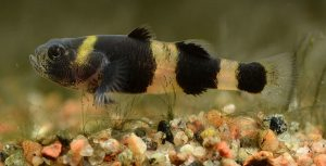 Bumblebee Goby (Brachygobius doriae)