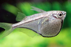 Pygmy Hatchetfish (Carnegiella myersi)
